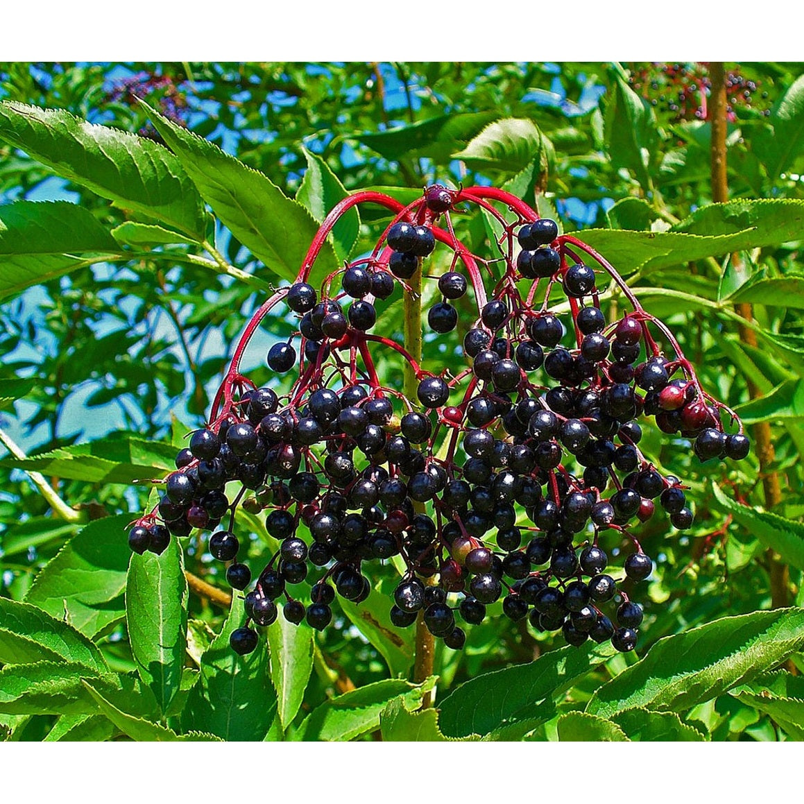 Fläder – Sambucus nigra - 60-100 CM bare root 1/1 1-2 branche